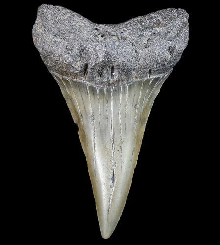 Large, Fossil Mako Shark Tooth - Georgia #75199